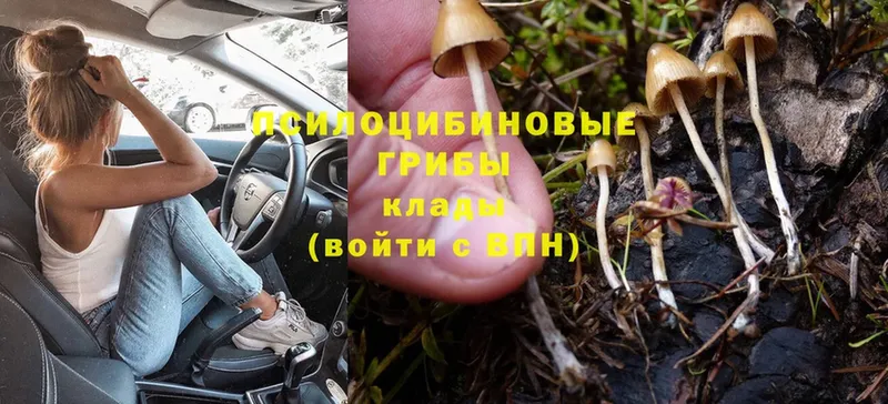 где найти наркотики  Ковдор  Псилоцибиновые грибы Magic Shrooms 